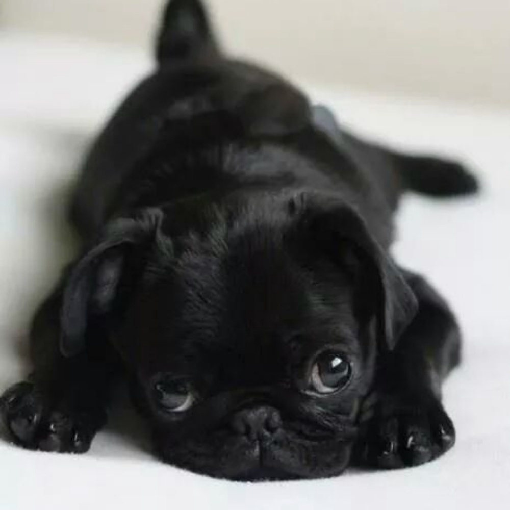 Meet your Posher, Evelina